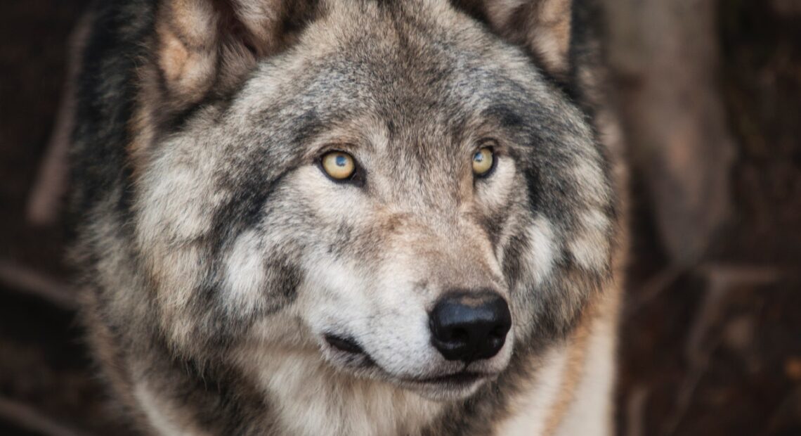 Сезон охоты на волков в Литве закрыт
