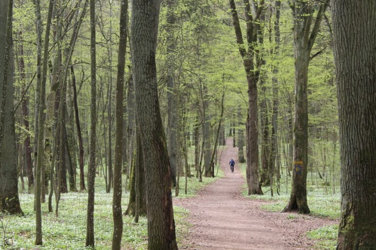 forest