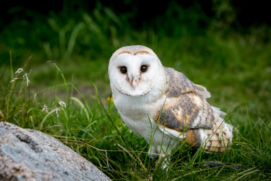 20210701 liepsnotoji peleda 7 20210701 liepsnotoji peleda 7