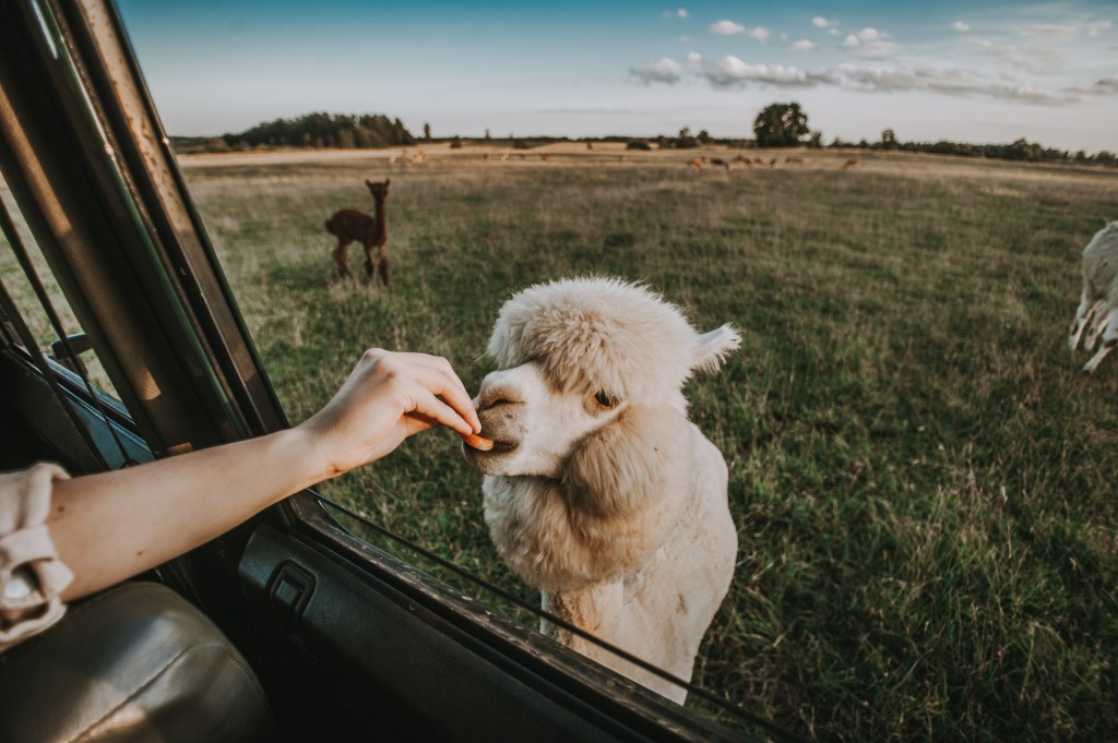 20210701 safari park anyksciai 20210701 safari park anyksciai