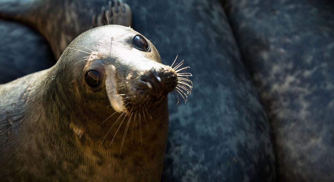 Морской музей выпустил на волю 7 тюленят
