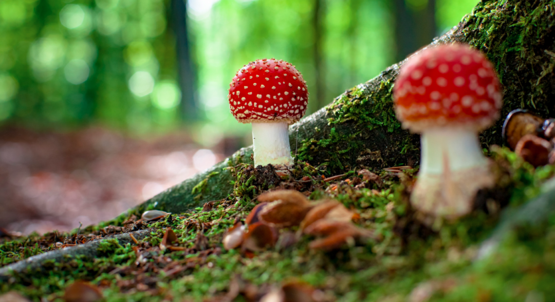 Отравление грибами. Где кроется опасность, и как ее избежать?