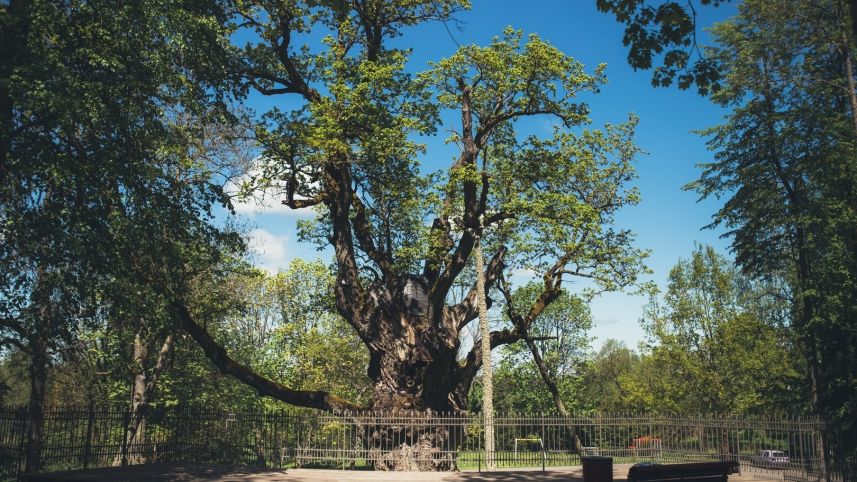 20210826 stelmusuolas visitzarasai lt