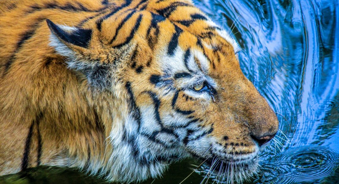 Черный водяной тигр: как, где и в чем встречать Новый год?
