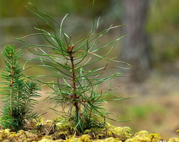 В апреле пройдет масштабная акция по посадке деревьев в лесах Литвы