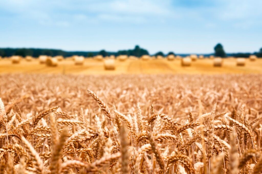 Предполагается, что урожай зерна в Украине сократится вдвое