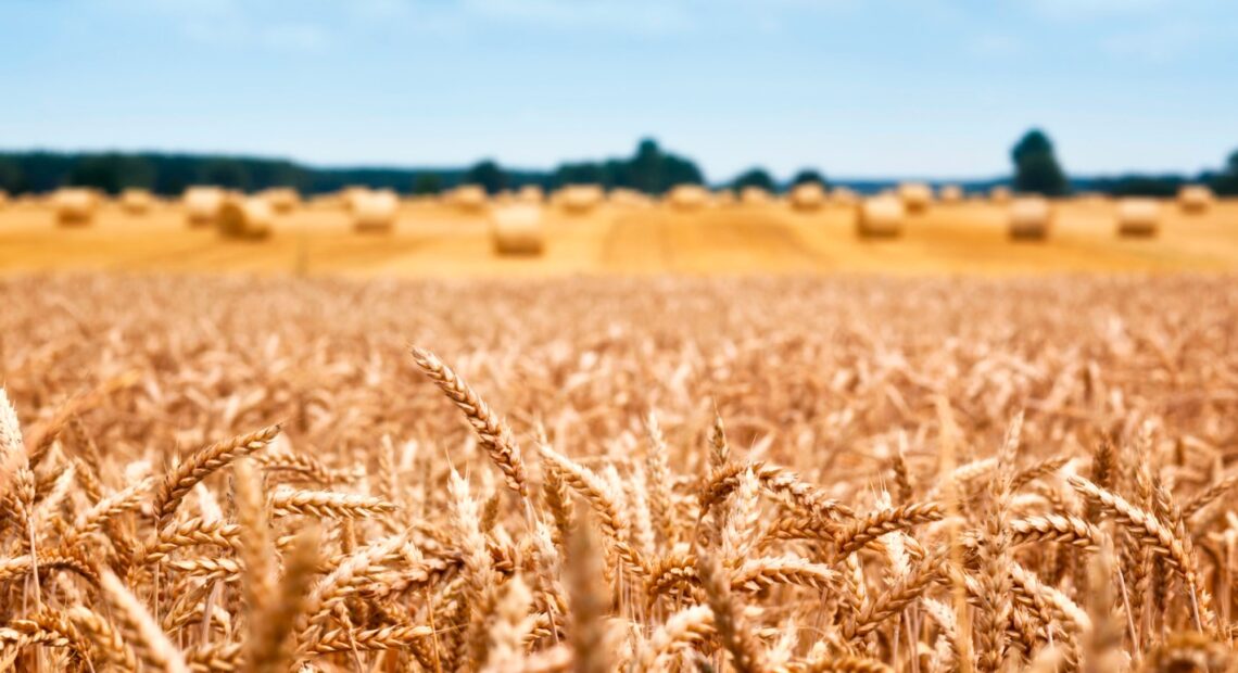 Ожидается, что урожай зерна в Украине сократится почти вдвое