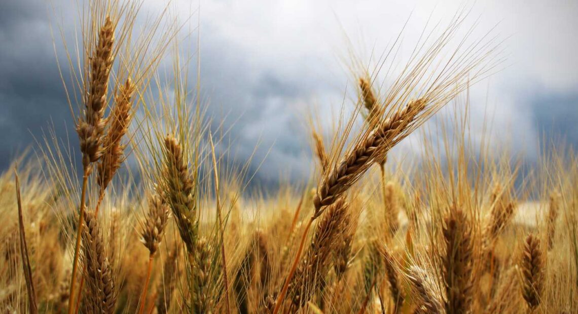 Досягнуто компромісу в конфлікті з-за збуту на польському ринку українського зерна за низькими цінами