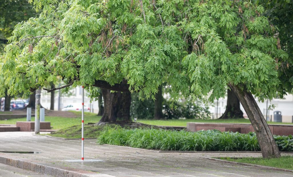 «Литовские сады» в Париже, инвентаризация деревьев и профилактика легионеллеза в столице, Всемирный день вязания на публике и другие новости