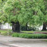 «Литовские сады» в Париже, инвентаризация деревьев и профилактика легионеллеза в столице, Всемирный день вязания на публике и другие новости