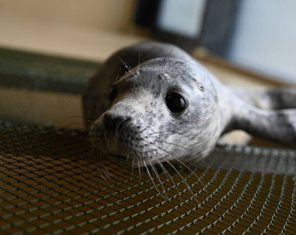 В Центре реабилитации морских животных &#8211; церемония «вручения» имен маленьким тюленям