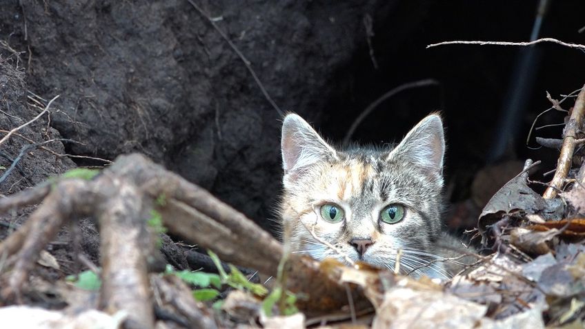 Висагинас. Стерилизовать бездомных кошек можно бесплатно. Как их ловить и куда обращаться?