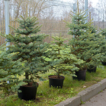 Компенсация за няню родителям-студентам, ёлочка за сданную кровь в акции Eglutė gyvenimui, рождественский стол глазами литовцев и другие новости