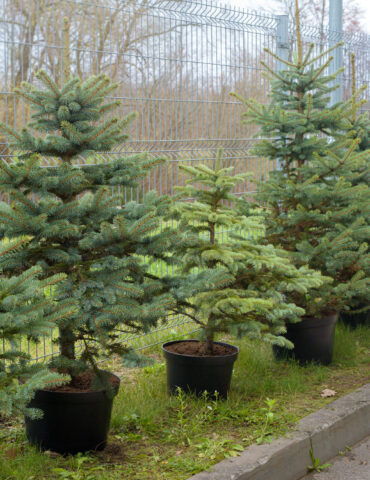 Компенсация за няню родителям-студентам, ёлочка за сданную кровь в акции Eglutė gyvenimui, рождественский стол глазами литовцев и другие новости