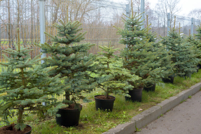 Компенсация за няню родителям-студентам, ёлочка за сданную кровь в акции Eglutė gyvenimui, рождественский стол глазами литовцев и другие новости