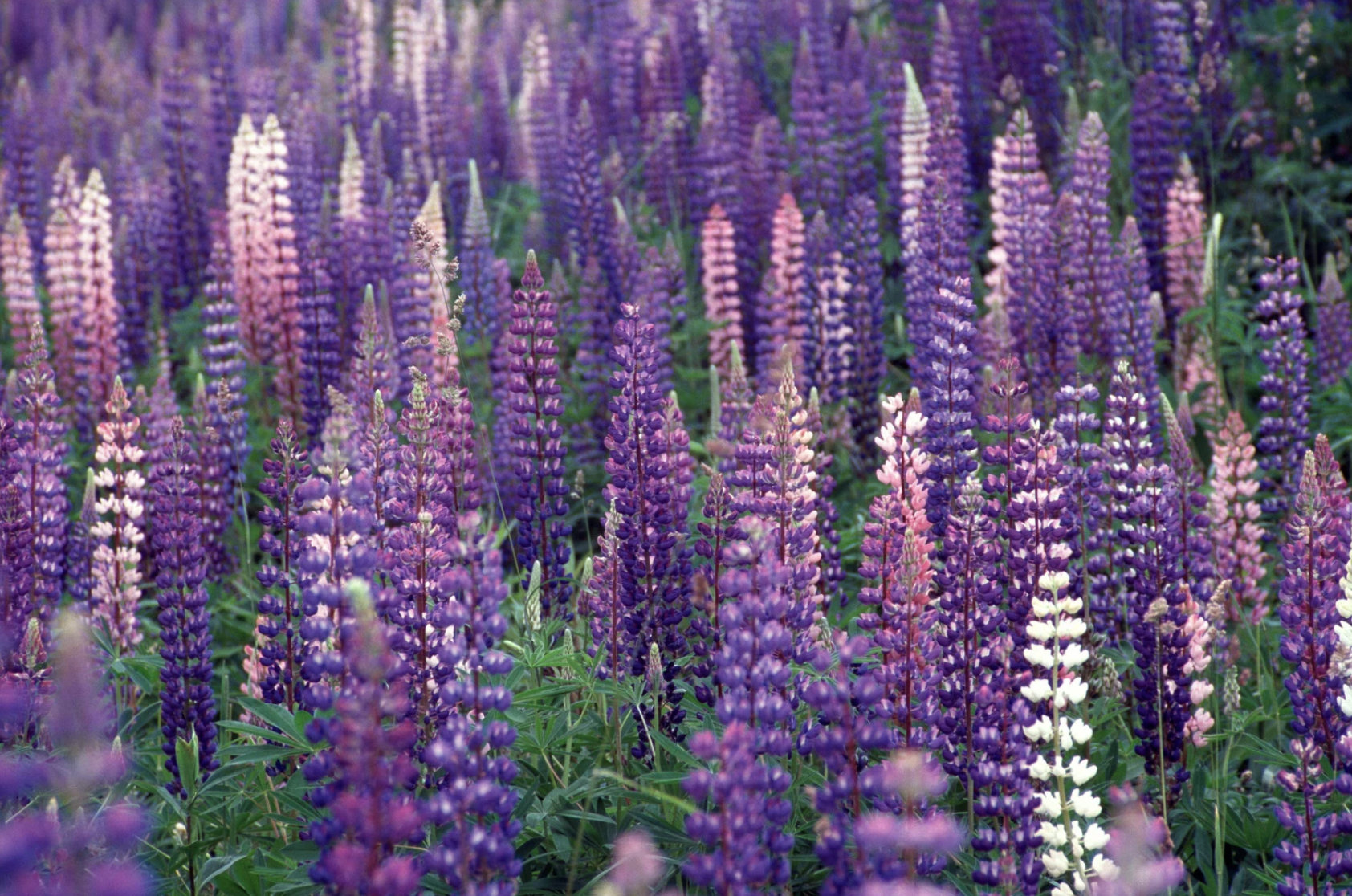 Lupine