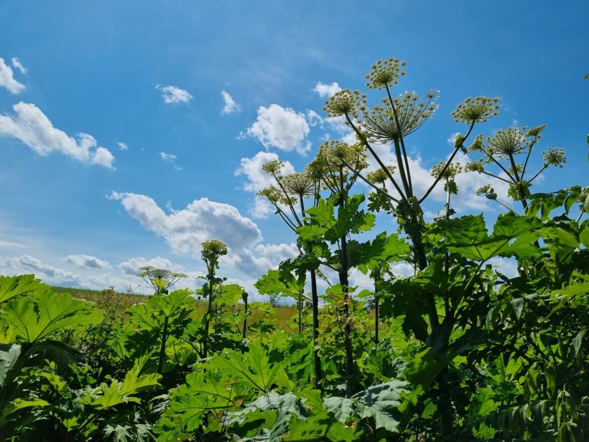 Лесники продолжают уничтожать борщевик Сосновского и другие инвазивные растения в лесах страны