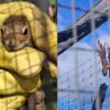 Из Клайпедского зоопарка изъяли 46 животных