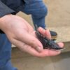 Обсуждение закрытия границы с Беларусью, Конституция Литвы впервые издана шрифтом Брайля, 5 тысяч мальков осетра, выпущенных в Нерис, и другие новости