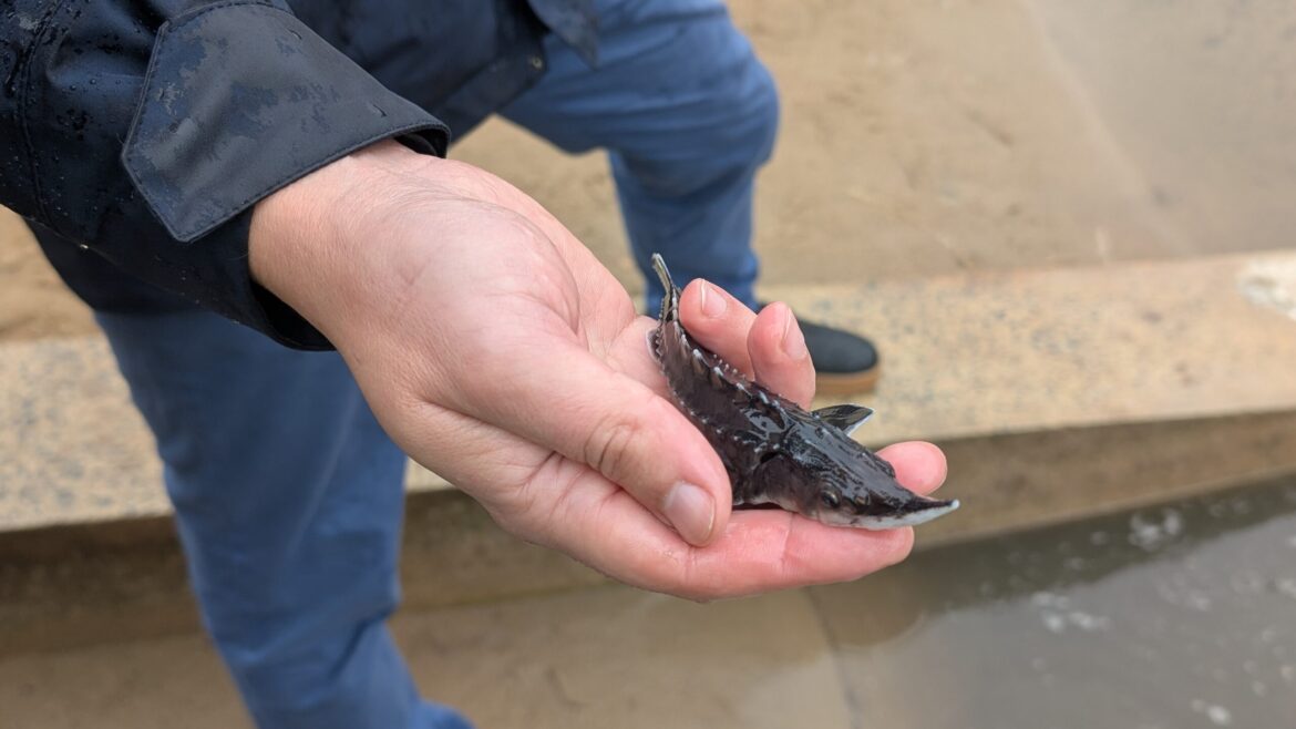 Обсуждение закрытия границы с Беларусью, Конституция Литвы впервые издана шрифтом Брайля, 5 тысяч мальков осетра, выпущенных в Нерис, и другие новости