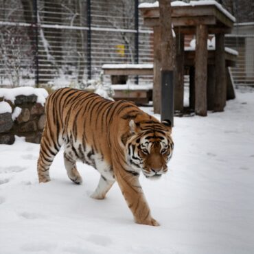 Отмена доплат за медуслуги, 31 столичный проект за счёт городского бюджета, бесплатное посещение Каунасского зоопарка 10 декабря и другие новости