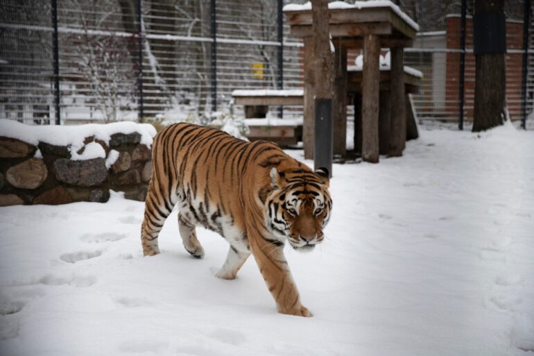 Отмена доплат за медуслуги, 31 столичный проект за счёт городского бюджета, бесплатное посещение Каунасского зоопарка 10 декабря и другие новости