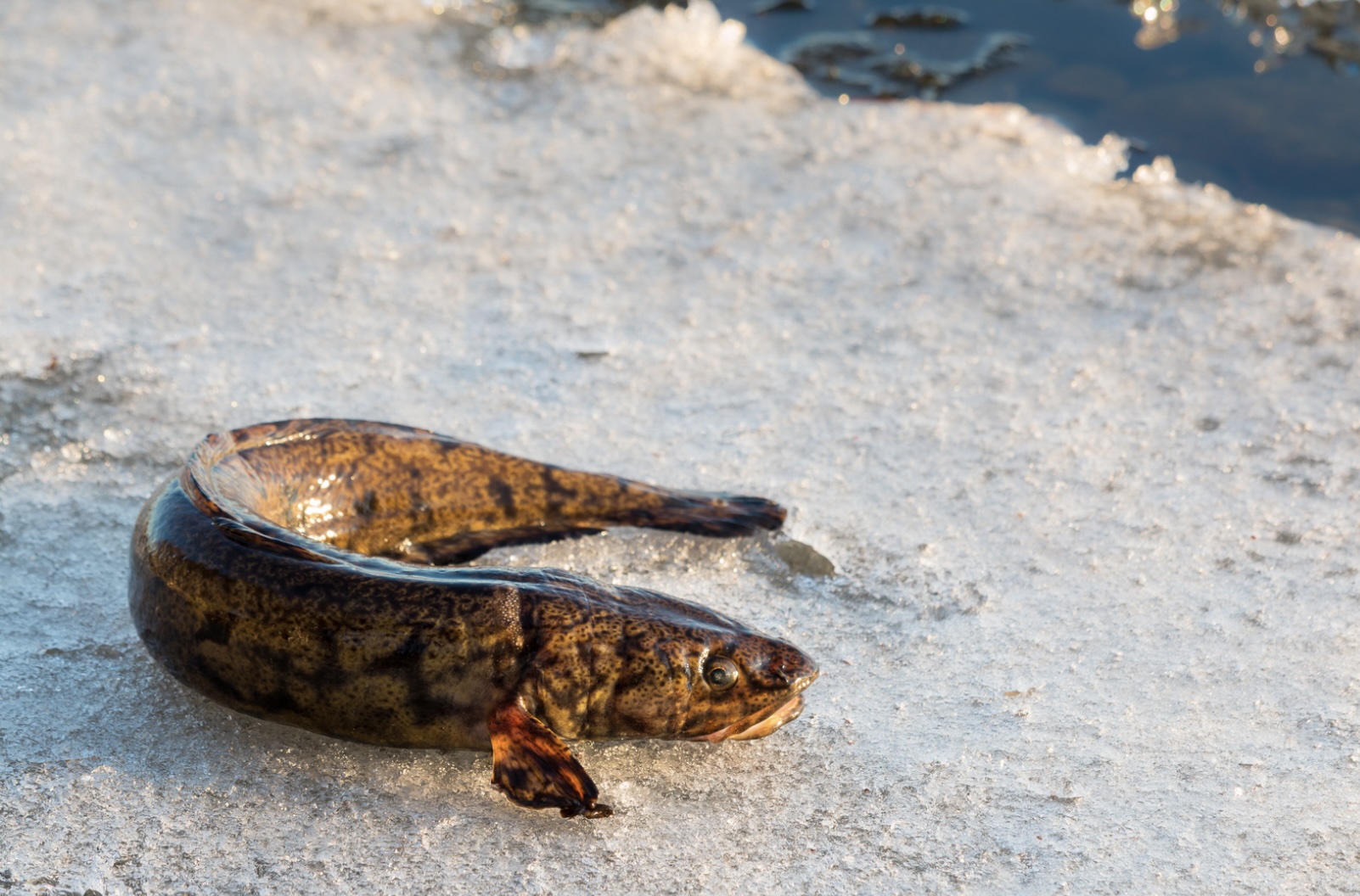 Рост количества уроков литовского в школах нацменьшинств, первый поезд на аккумуляторных батареях, бронзовая медаль B-Girl Nicka и другие новости Nalim