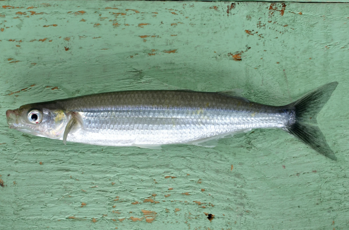 Науседа о проталкивании изменений в законодательстве «бульдозером», начало сезона корюшки в Паланге, тысячный ребёнок года в Вильнюсском районе и другие новости