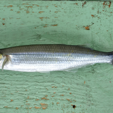 Науседа о проталкивании изменений в законодательстве «бульдозером», начало сезона корюшки в Паланге, тысячный ребёнок года в Вильнюсском районе и другие новости