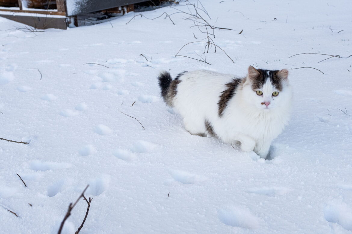 Paulius Peleckis/BNS