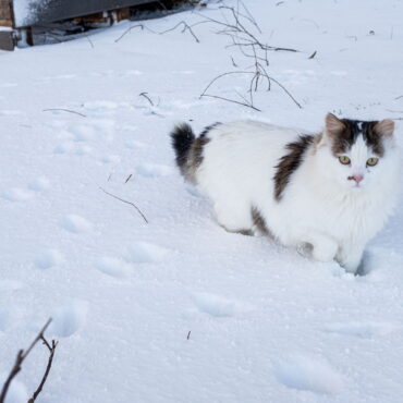 Paulius Peleckis/BNS