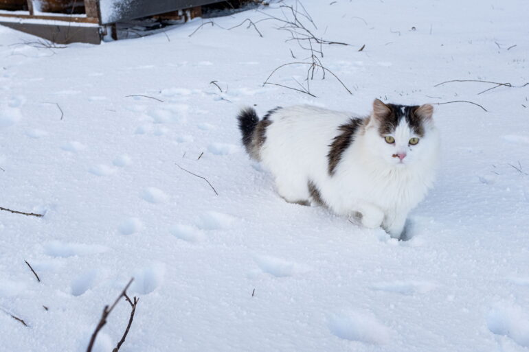 Paulius Peleckis/BNS