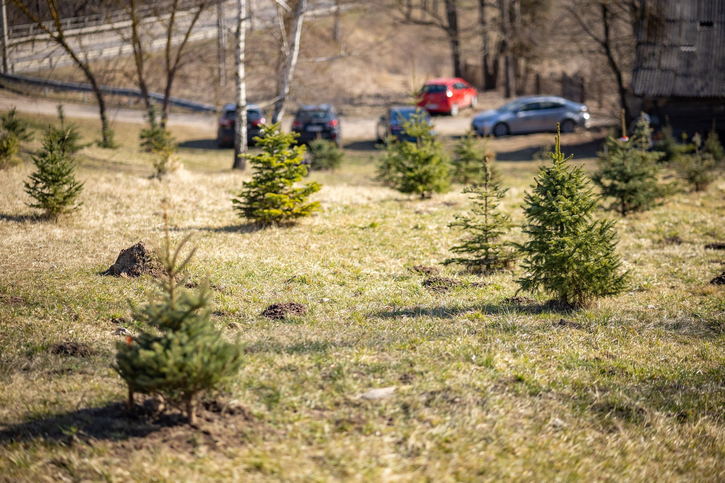 Как и куда сдавать рождественские ёлки в столице и других городах страны vilnius.lt