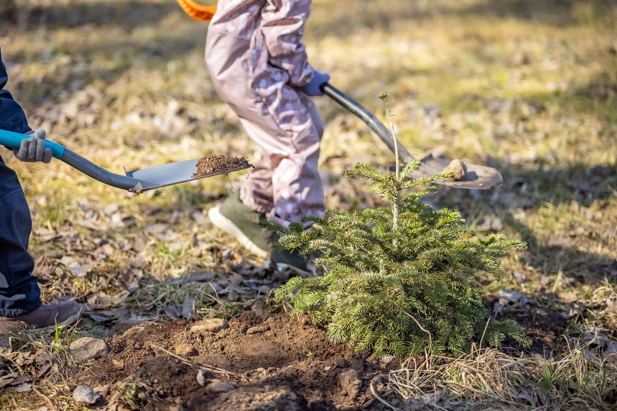 Как и куда сдавать рождественские ёлки в столице и других городах страны vilnius.lt
