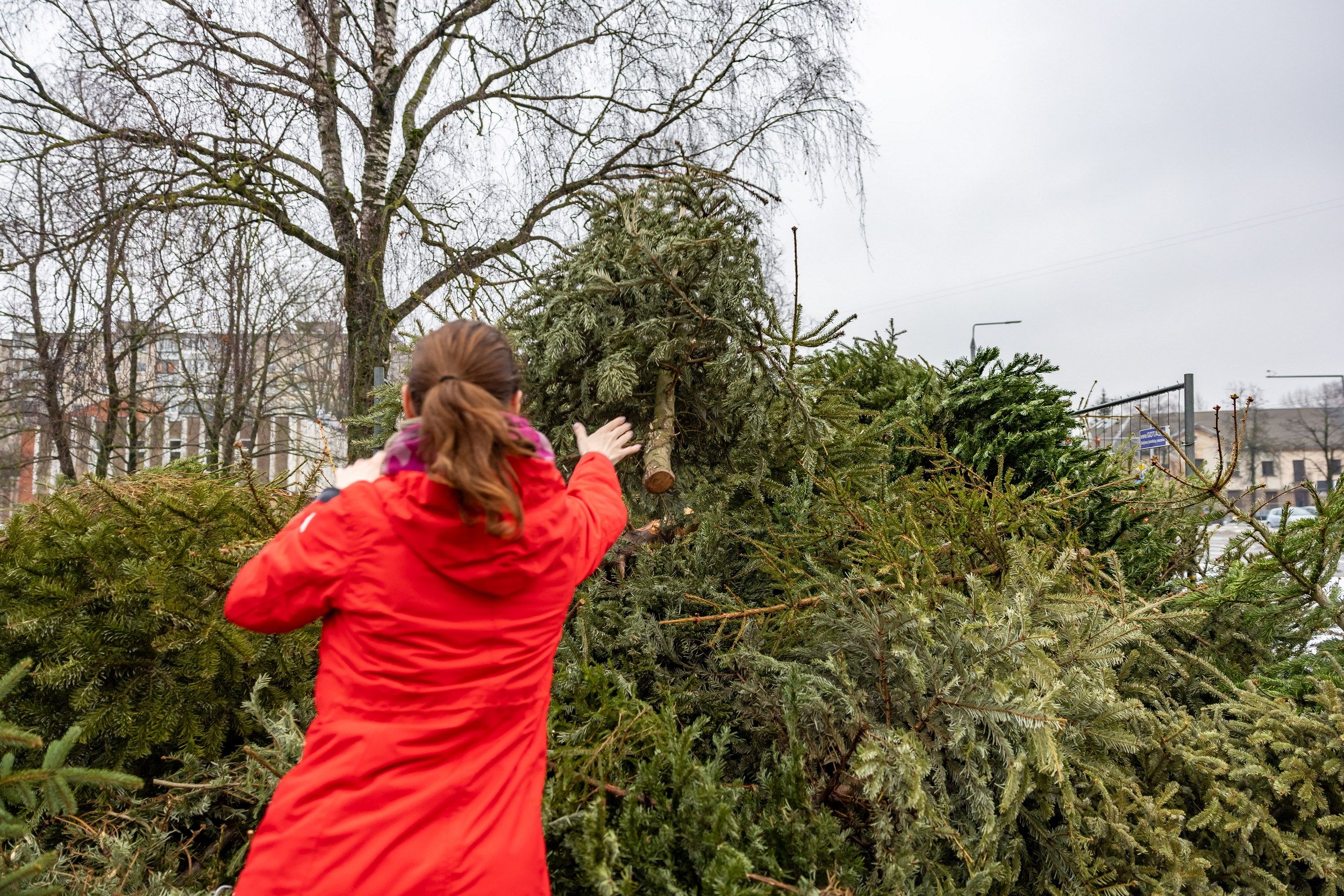 Как и куда сдавать рождественские ёлки в столице и других городах страны vilnius.lt