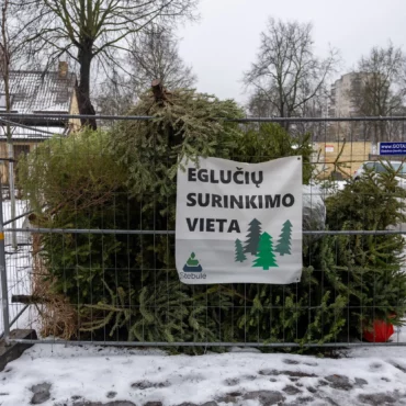 Как и куда сдавать рождественские ёлки в столице