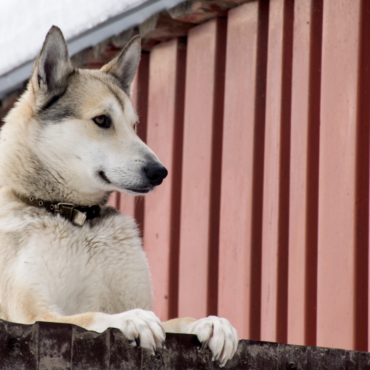 Запрет держать собак на привязи, решение суда о виновности в «чековом» деле, начало зимних Олимпийских игр и другие новости