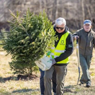 В Вильнюсе приглашают посадить рождественские ёлки