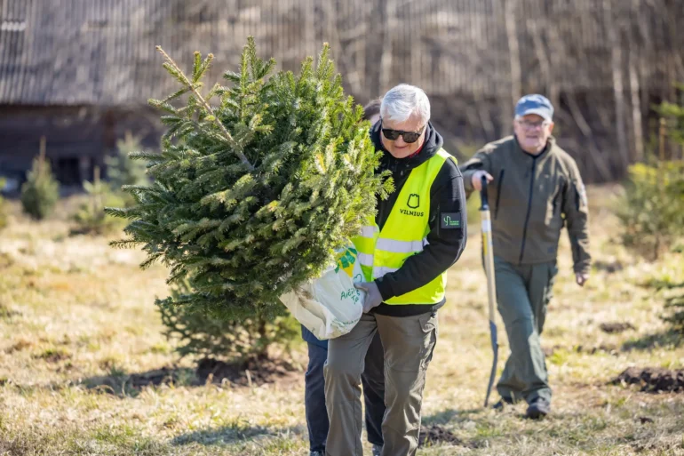В Вильнюсе приглашают посадить рождественские ёлки