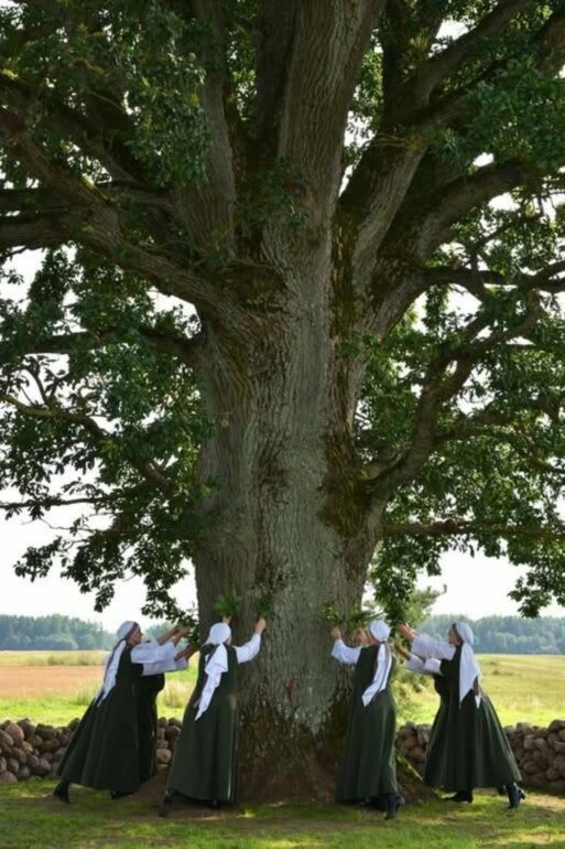 Лаукисский дуб признан деревом года в Европе