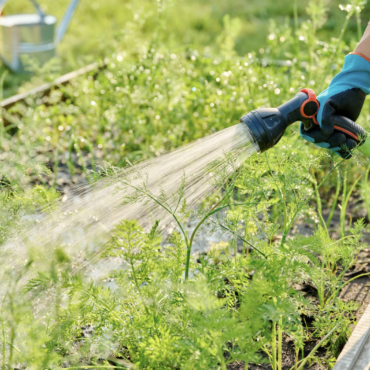 Подключение садовых участков к свету и газу, новый сезон чтений с собакой в Каунасе и новое отделение почты в Лаздинай