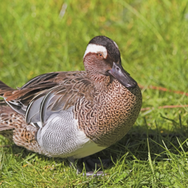 Птицей 2026 года в Литве стала редкая утка - чирок-трескунок