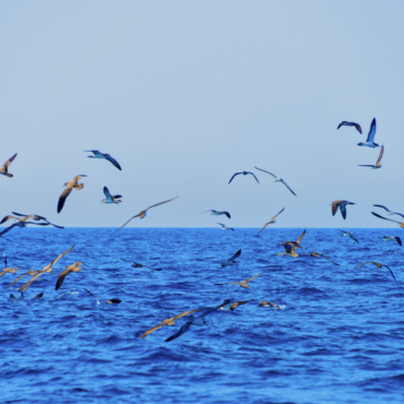 Savaitės renginiai: paukščių sugrįžimo savaitgalis, tarptautinis džiazo festivalis „Birštonas“, futbolo šventė Kaune