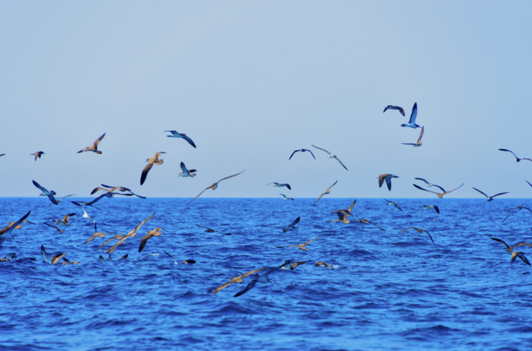 Афиша. Уикенд возвращения птиц на Куршской косе, джазовый фестиваль Birštonas, «Дни Паланги 2026», открытие Baltas tiltas food hall в столице, спектакли и концерты