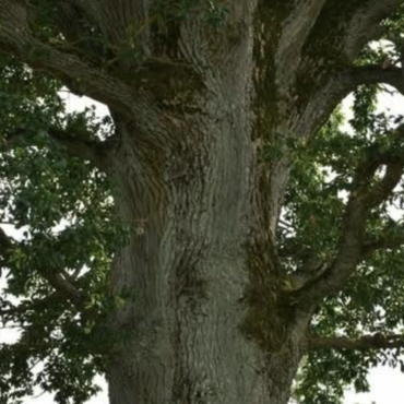 Лаукисский дуб признан деревом года в Европе