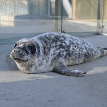 Литовский морской музей открыл новый сезон и показал новинки