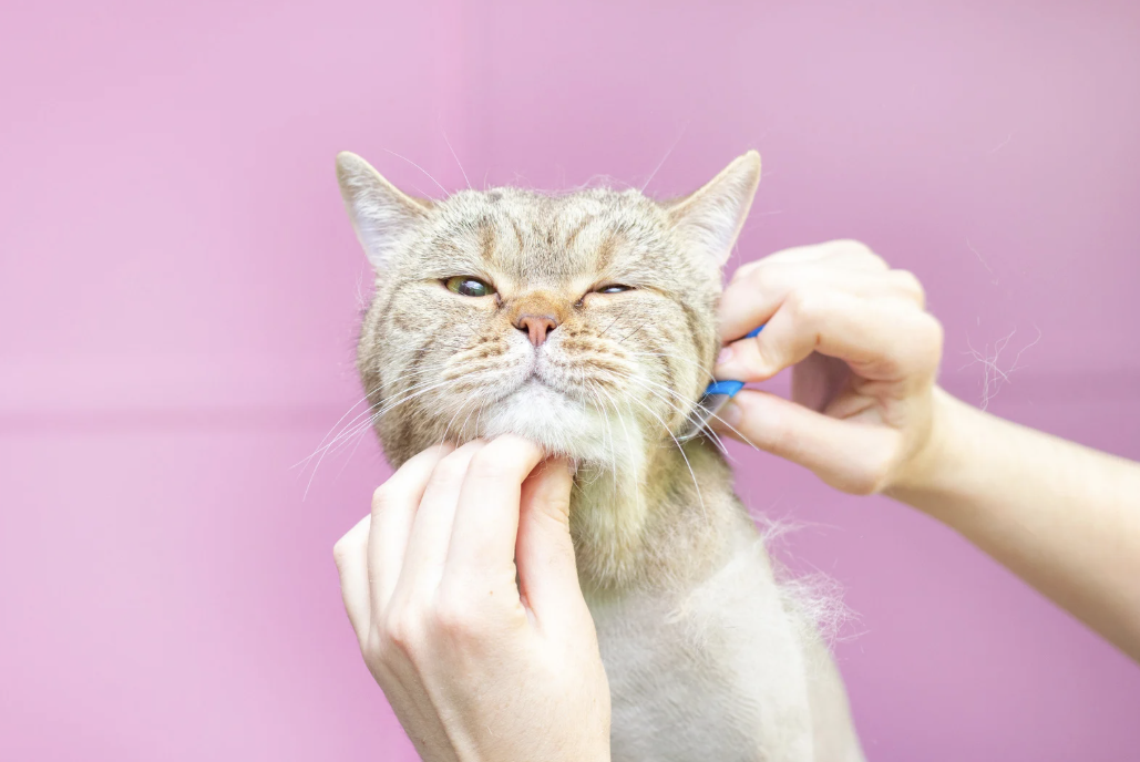 Как очистить мебель от шерсти животных?