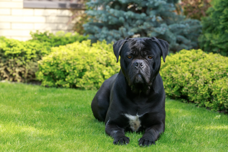 Cane Corso