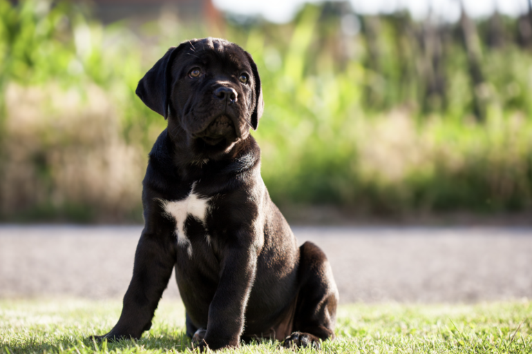 Cane Corso