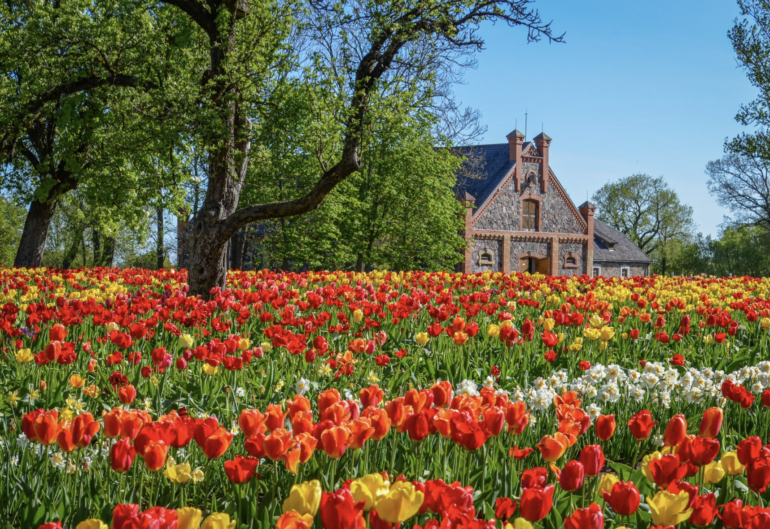 Tulpes